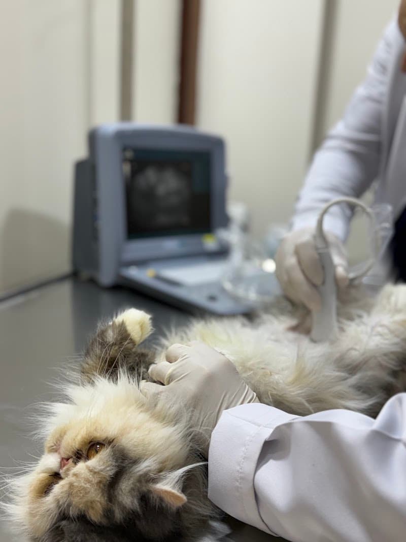 Pet zoon veterinary clinic